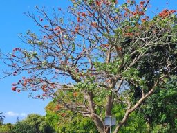 Erythrina afra pavement tree